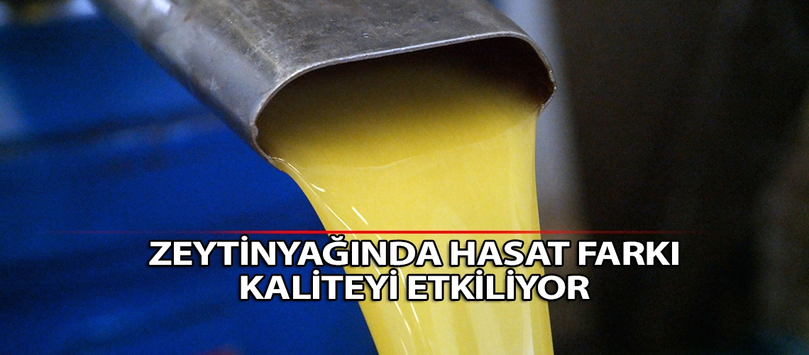Zeytinyağında hasat farkı kaliteyi etkiliyor