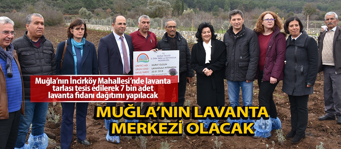 İncirköy Muğla’nın lavanta merkezi olacak