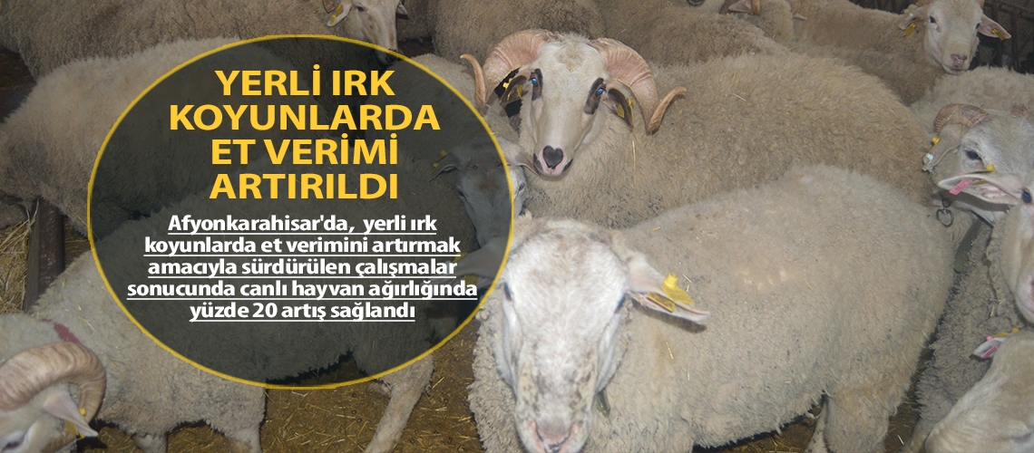 Yerli ırk koyunlarda et verimi artırıldı