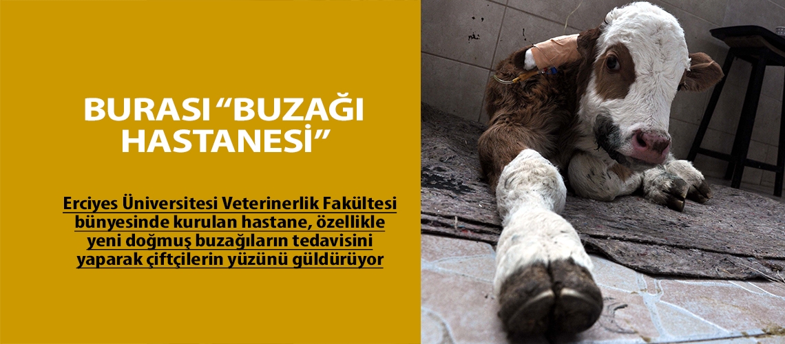 Burası “Buzağı Hastanesi”