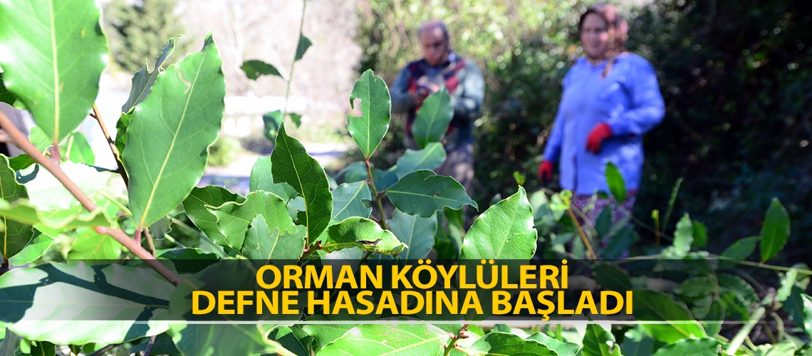 Orman köylüleri defne hasadına başladı