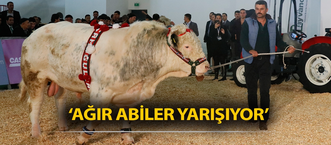 ‘Ağır Abiler Yarışıyor’