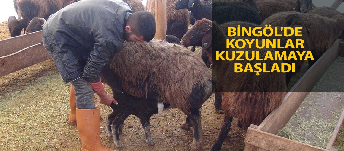 Bingöl'de koyunlar kuzulamaya başladı