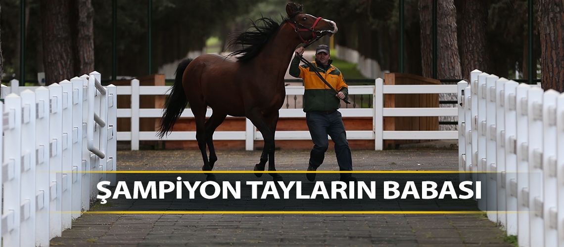 Şampiyon tayların babası