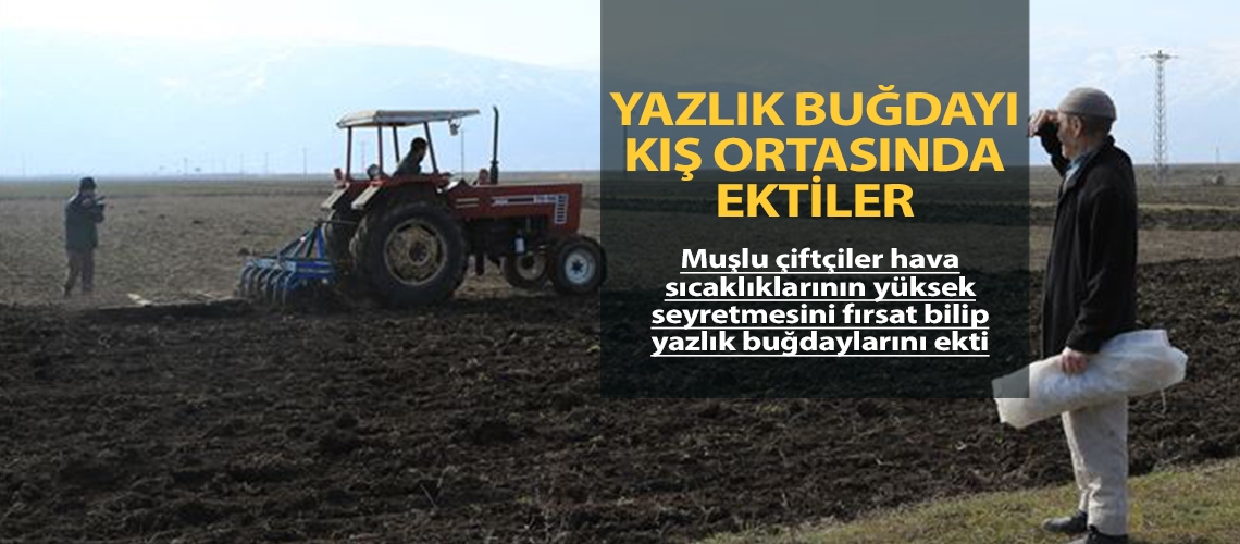 Yazlık buğdayı kış ortasında ektiler