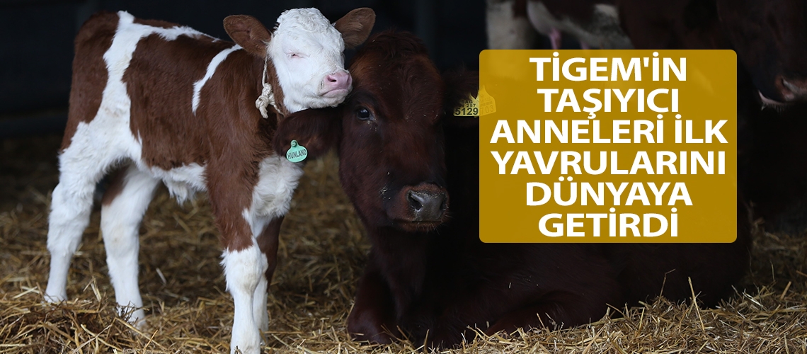 TİGEM'in taşıyıcı anneleri ilk yavrularını dünyaya getirdi