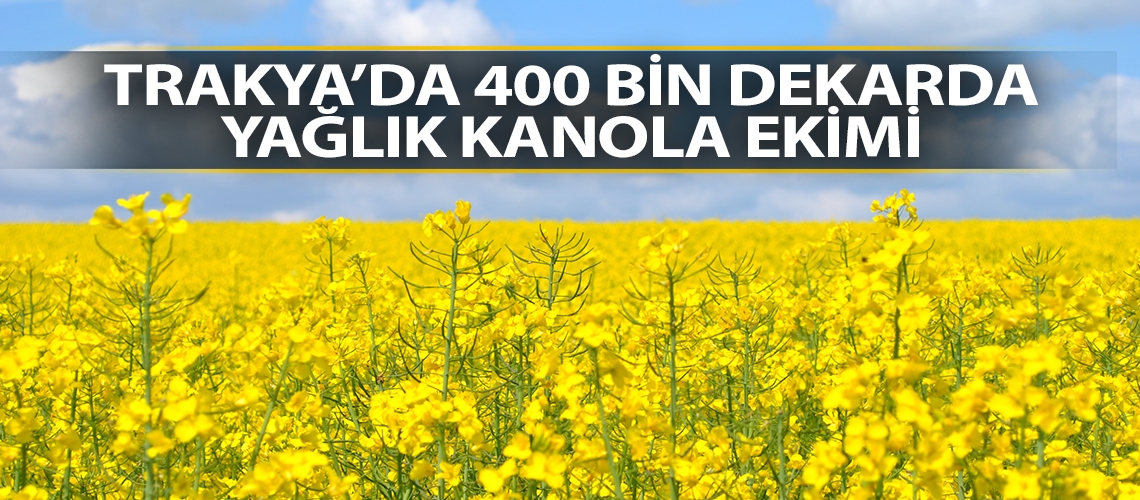 Trakya’da 400 bin dekarda yağlık kanola ekimi