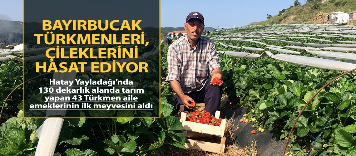 Bayırbucak Türkmenleri, çileklerini hasat ediyor