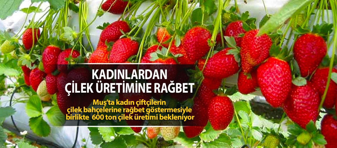 Kadınlardan çilek üretimine rağbet