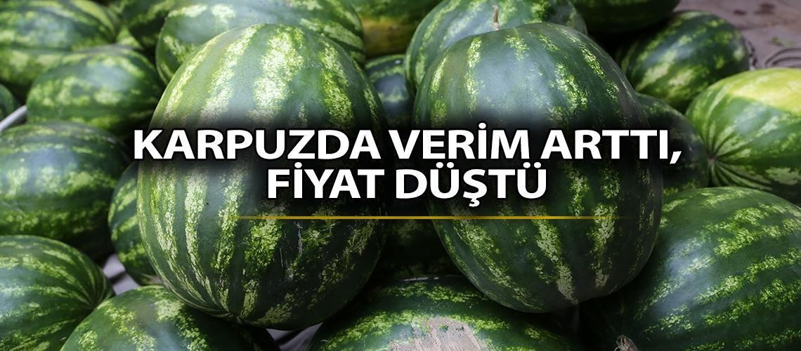Karpuzda verim arttı, fiyat düştü