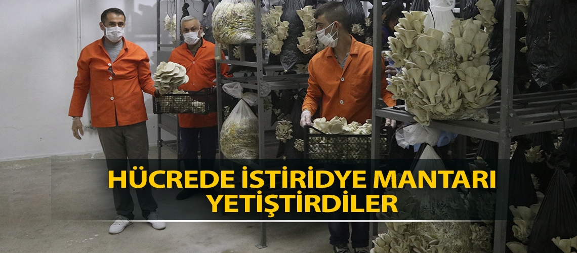 Hücrede istiridye mantarı yetiştirdiler