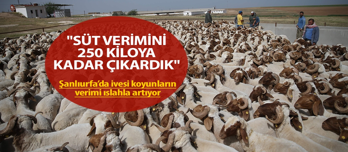 Şanlıurfa’da ivesi koyunların verimi ıslahla artıyor