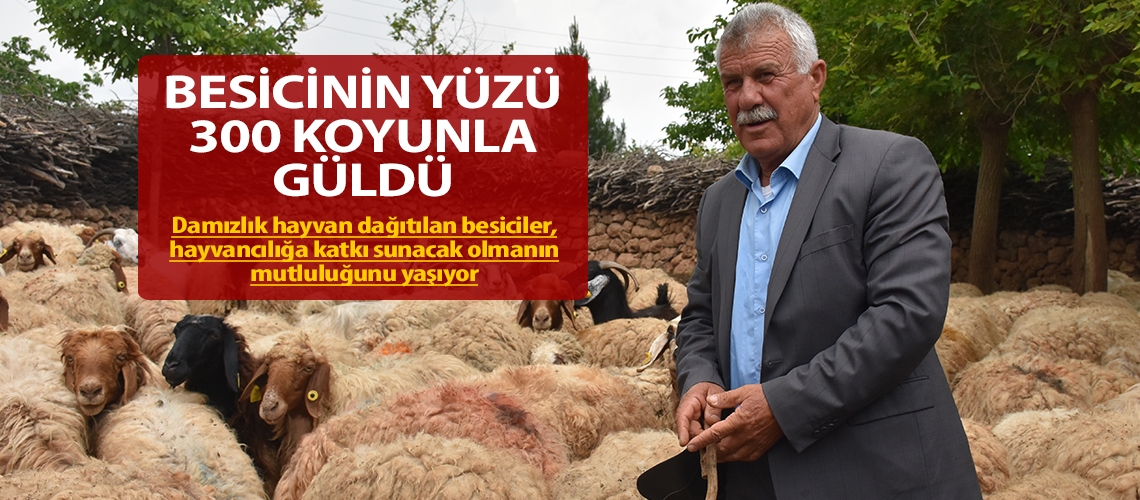 Besicinin yüzü 300 koyunla güldü