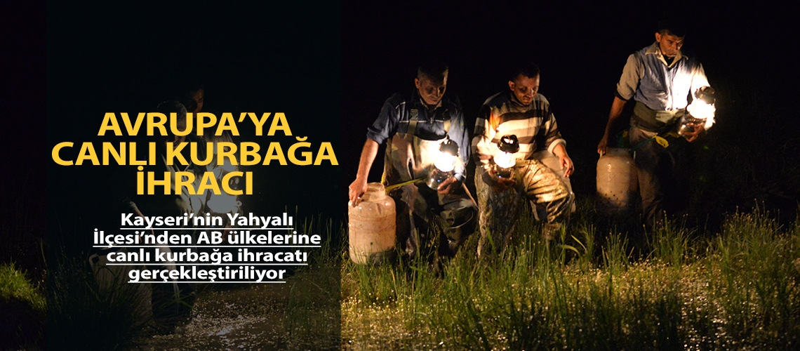 Yahyalı’dan Avrupa’ya canlı kurbağa ihracı