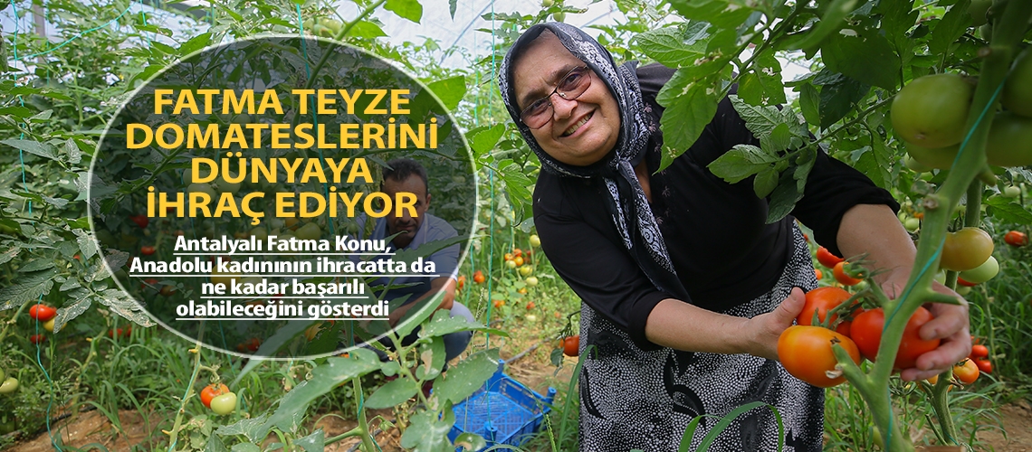 Fatma teyze domateslerini dünyaya ihraç ediyor