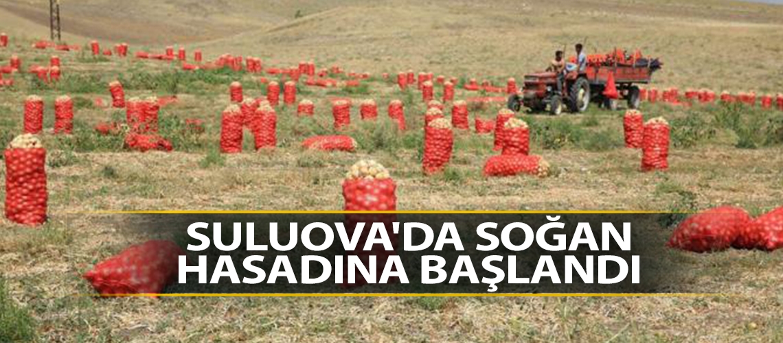 Suluova'da soğan hasadına başlandı
