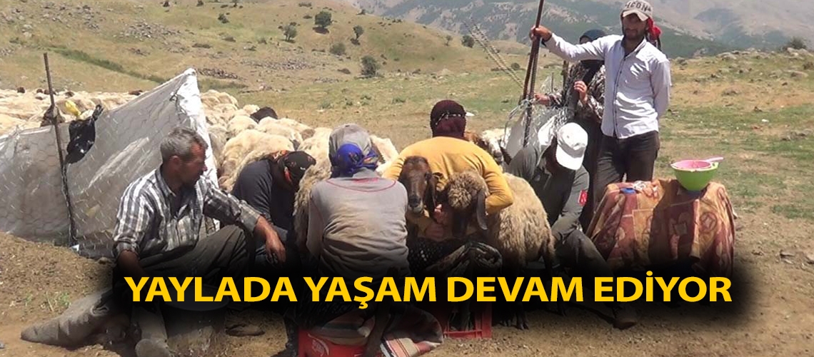 Yaylada yaşam devam ediyor