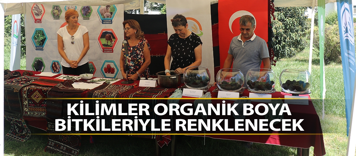 Kilimler organik boya bitkileriyle renklenecek