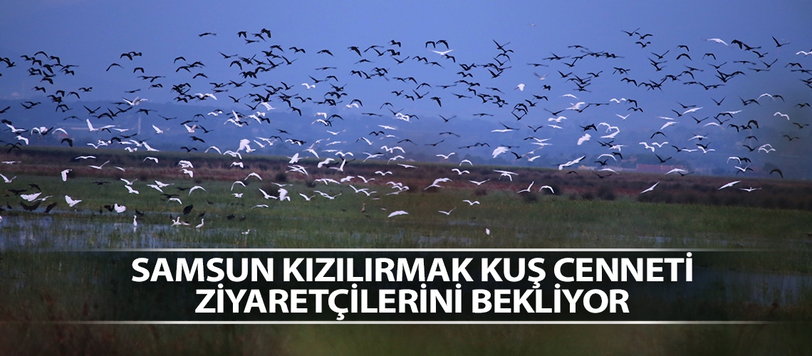 Samsun Kızılırmak Kuş Cenneti ziyaretçilerini bekliyor