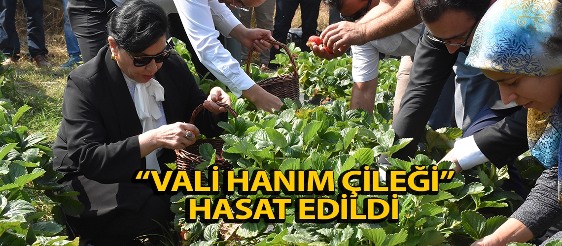 “Vali Hanım Çileği” hasat edildi
