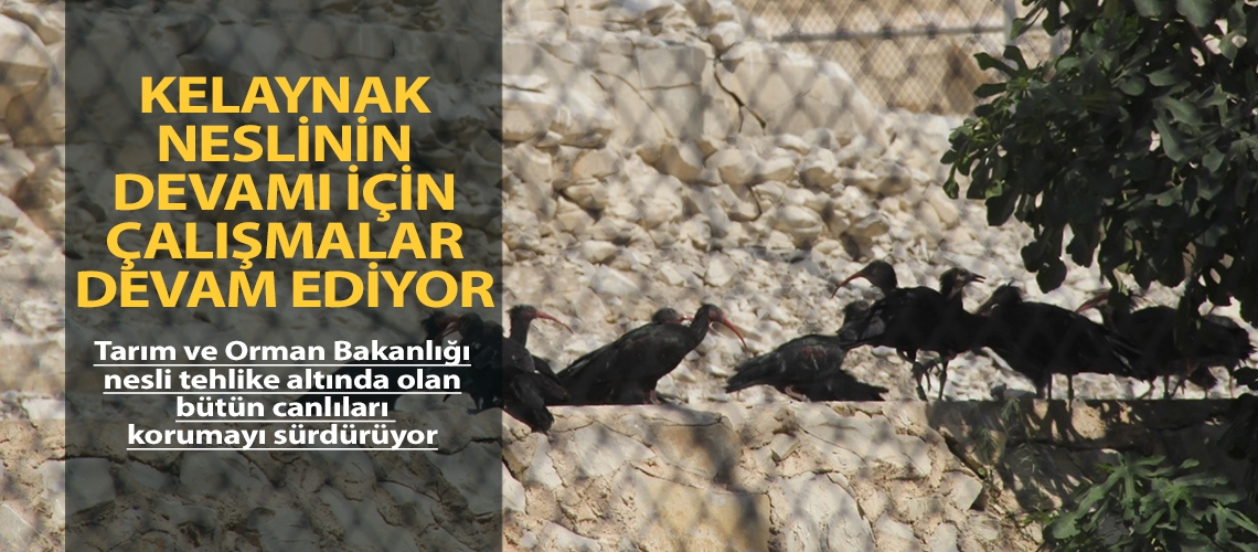 Kelaynak neslinin devamı için çalışmalar devam ediyor