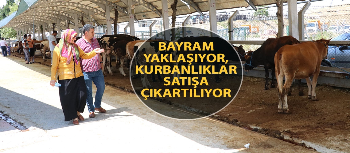 Bayram yaklaşıyor, kurbanlıklar satışa çıkartılıyor