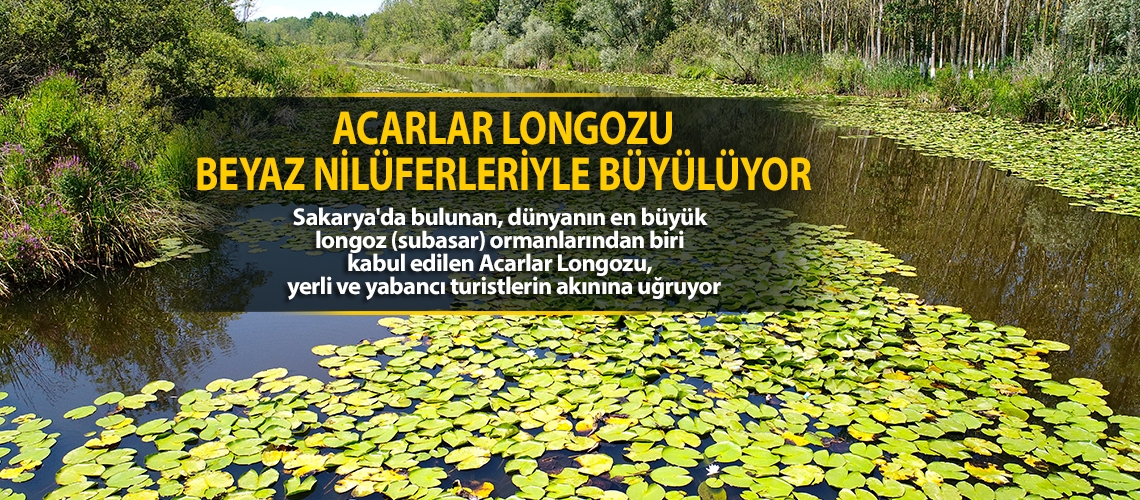 Acarlar Longozu beyaz nilüferleriyle büyülüyor