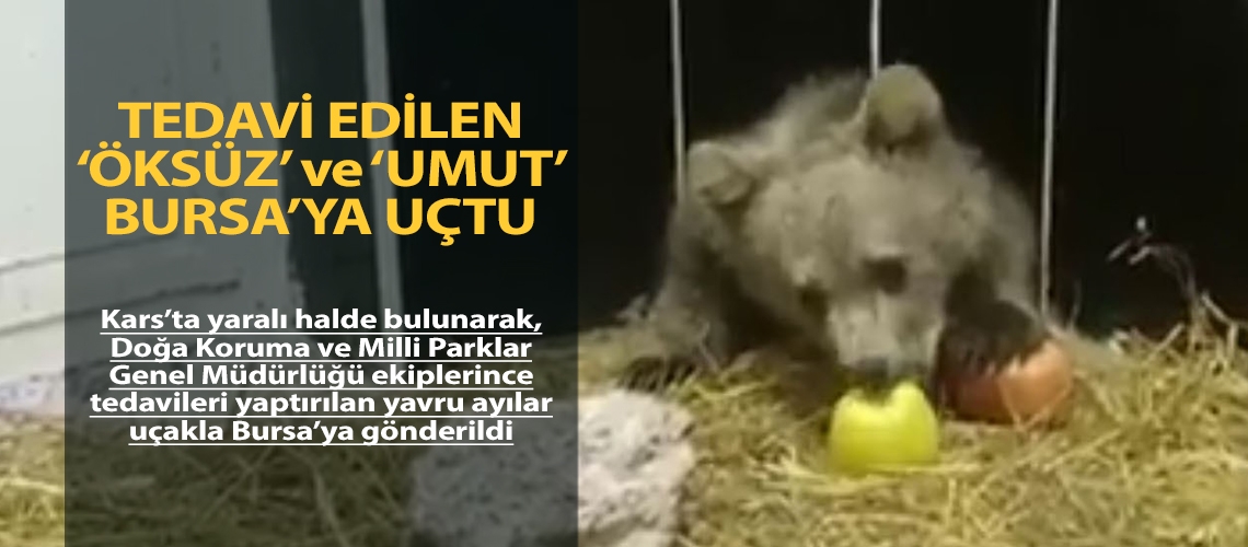 Tedavi edilen ‘Öksüz’ ve ‘Umut’ Bursa’ya uçtu