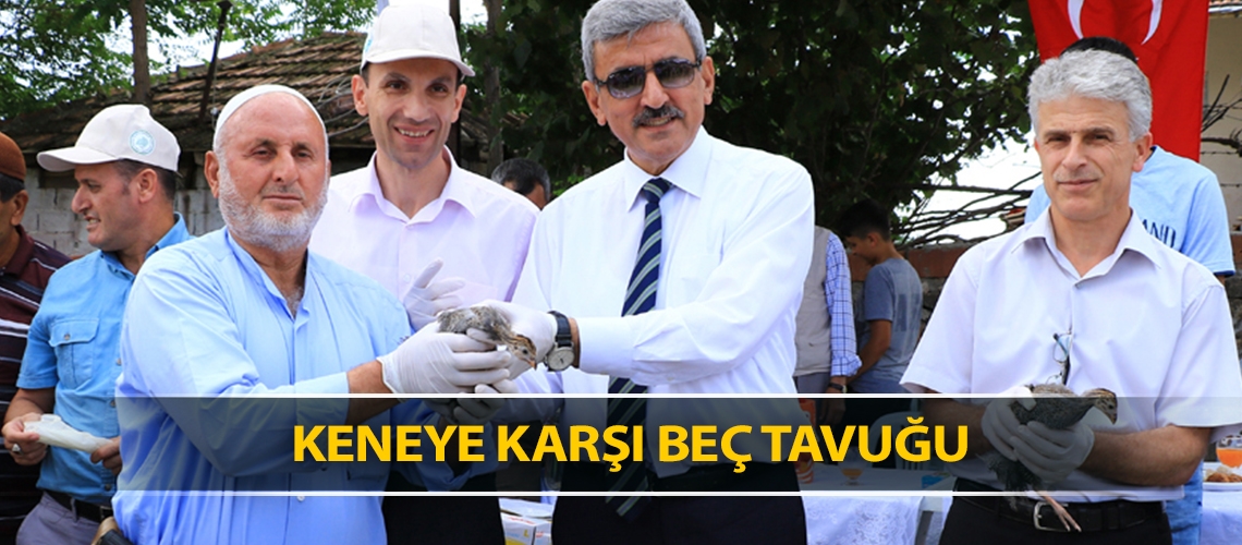 Keneye karşı beç tavuğu