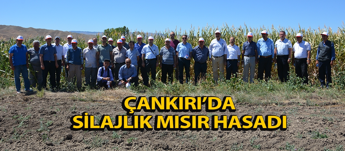 Çankırı’da silajlık mısır hasadı