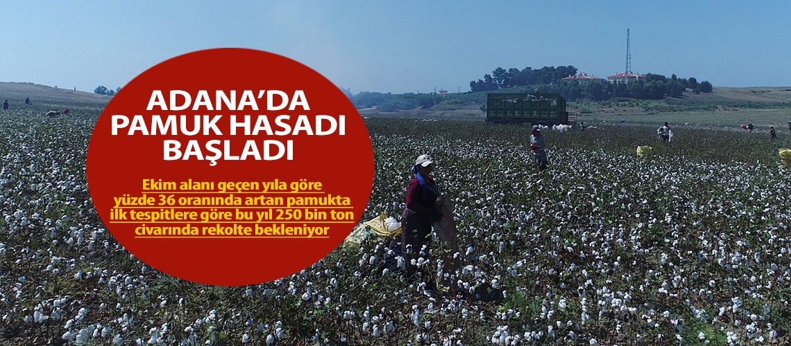 Adana’da pamuk hasadı başladı