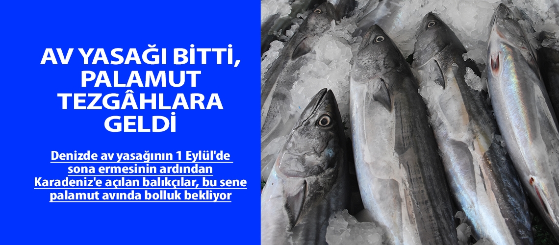 Av yasağı bitti, palamut tezgâhlara geldi