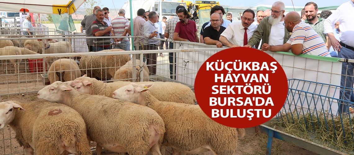 Küçükbaş hayvan sektörü Bursa'da buluştu