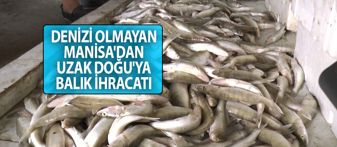 Denizi olmayan Manisa'dan Uzak Doğu'ya balık ihracatı