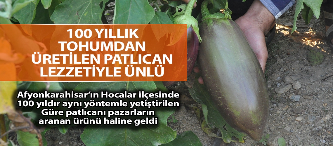 100 yıllık tohumdan üretilen patlıcan lezzetiyle ünlü