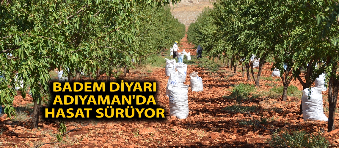 Badem diyarı Adıyaman'da hasat sürüyor
