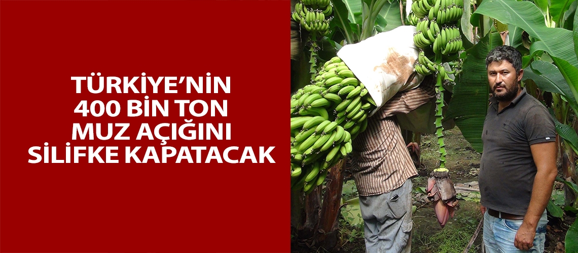 Türkiye’nin 400 bin ton muz açığını Silifke kapatacak