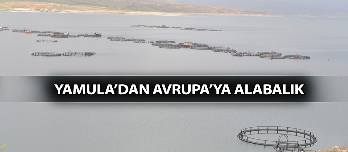 Yamula’dan Avrupa’ya alabalık