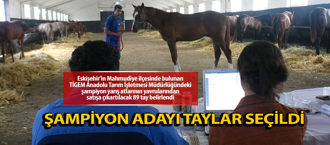 Şampiyon adayı taylar seçildi