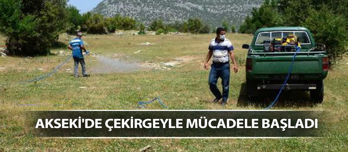 Akseki'de çekirgeyle mücadele başladı