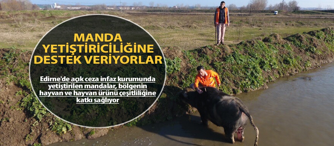 Manda yetiştiriciliğine destek veriyorlar