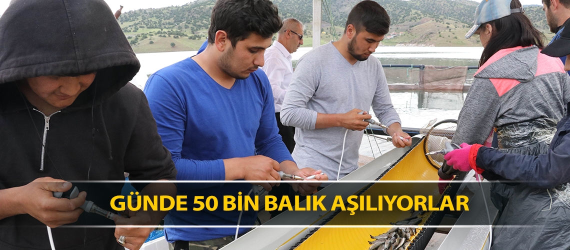 Günde 50 bin balık aşılıyorlar