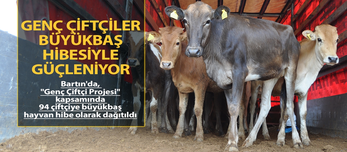 Genç çiftçiler büyükbaş hibesiyle güçleniyor