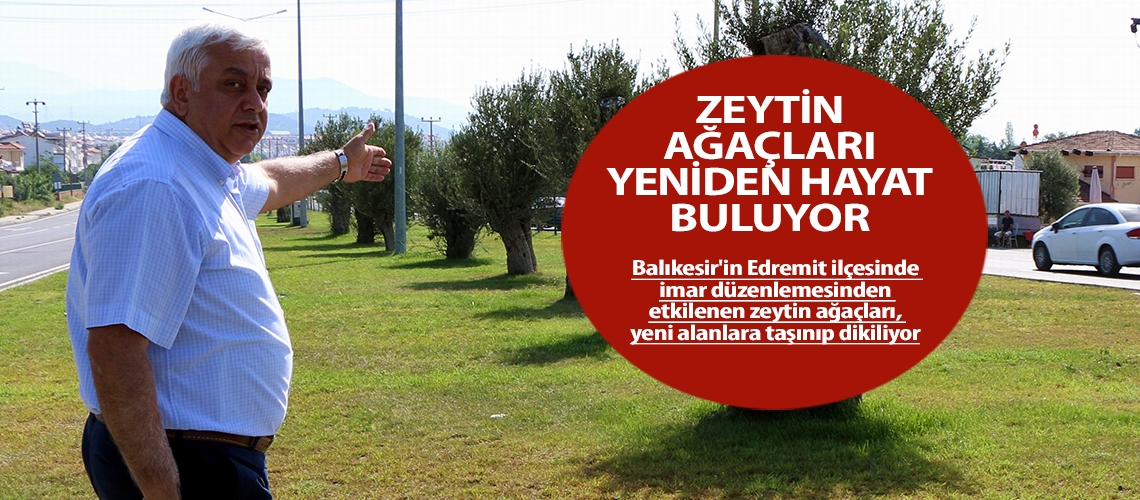 Zeytin ağaçları yeniden hayat buluyor