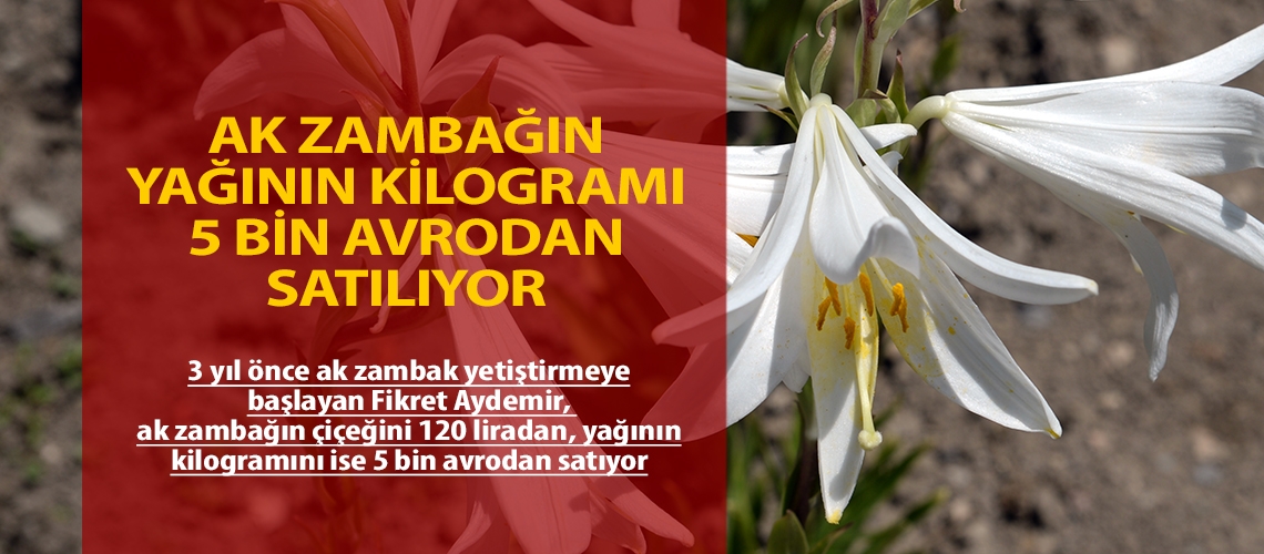 Ak zambağın yağının kilogramı 5 bin avrodan satılıyor