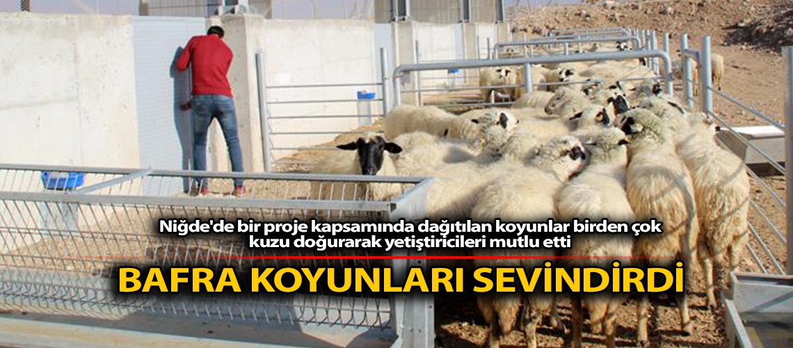 Bafra koyunları sevindirdi