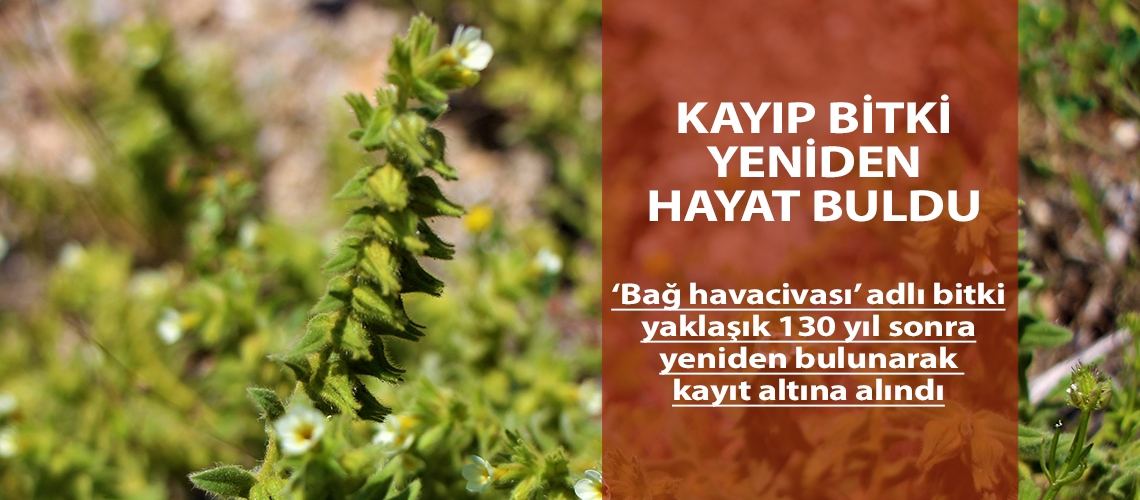 Kayıp bitki yeniden hayat buldu