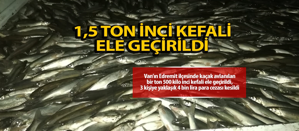 1,5 ton inci kefali ele geçirildi