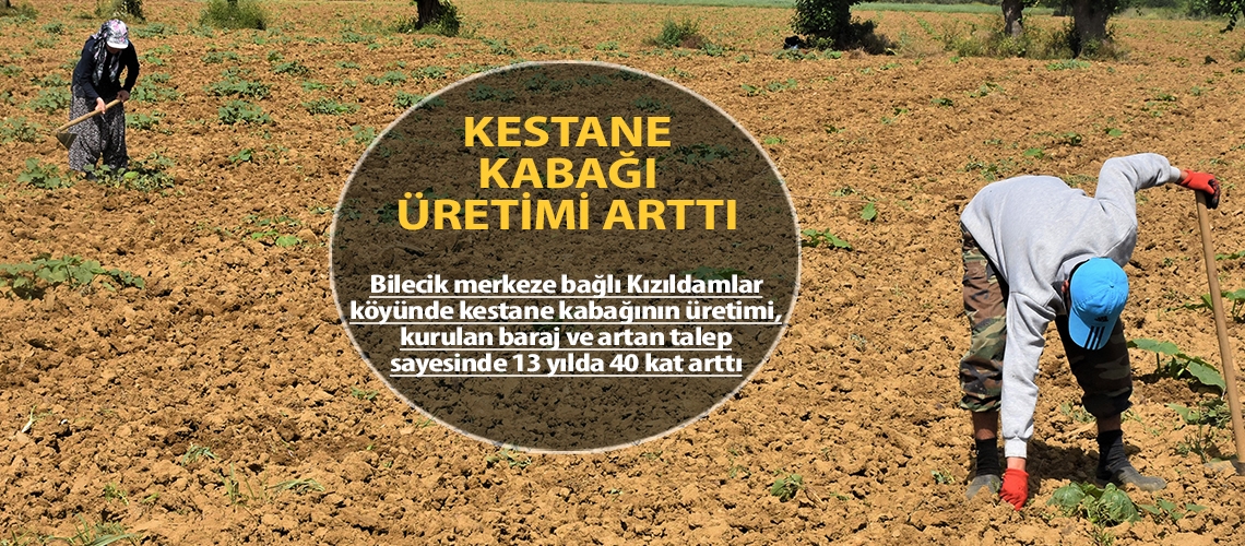 Kestane kabağı üretimi arttı