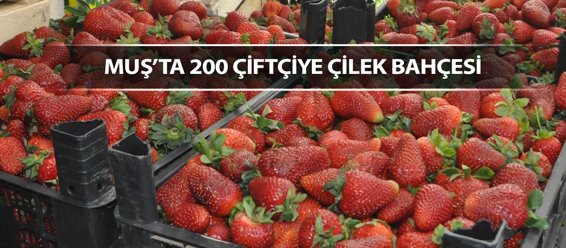 Muş’ta 200 çiftçiye çilek bahçesi